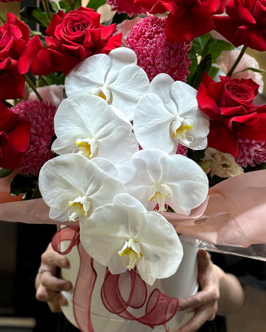 Scarlet Orchid Grandeur