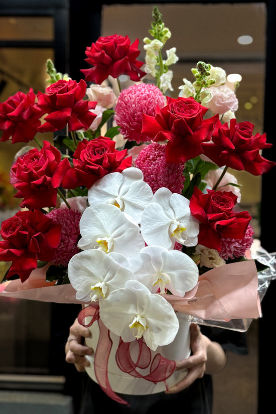 Scarlet Orchid Grandeur