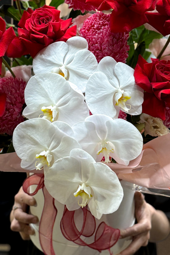 Scarlet Orchid Grandeur